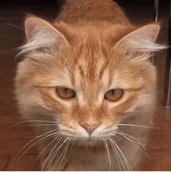 Flynne