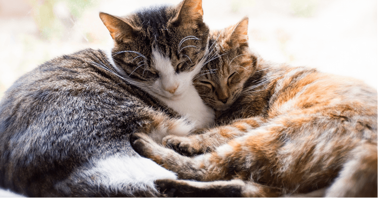 Une cohabitation harmonieuse avec nos chats